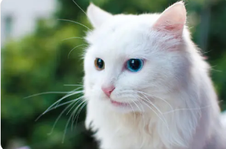 做恶梦梦见自己红色黄纹猫|新车被流浪猫破了相几道抓痕诱发的“蝴蝶效应”(图1)