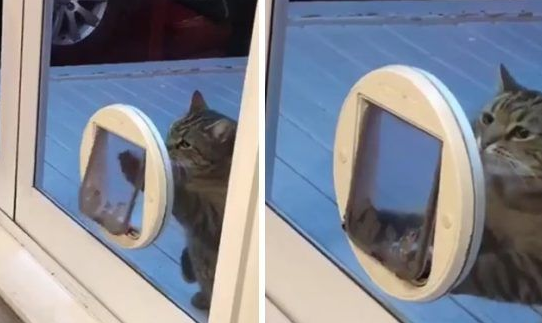 娇贵喵公子偷懒装傻自己太胖找别扭猫门(图1)