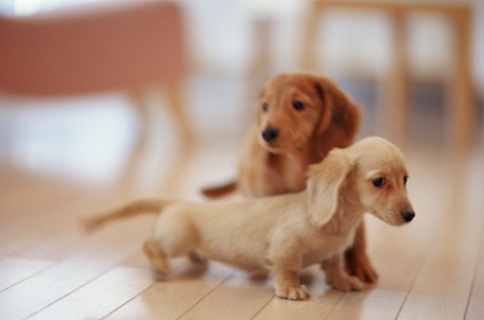 该如何训练狗狗一叫就回？主人学会这个方法 再也不怕狗狗四处乱跑（怎么训练让狗狗叫他就叫）(图4)