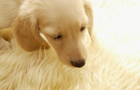 该如何训练狗狗一叫就回？主人学会这个方法 再也不怕狗狗四处乱跑（怎么训练让狗狗叫他就叫）(图3)