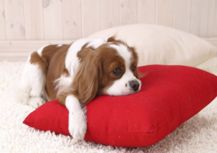 该如何训练狗狗一叫就回？主人学会这个方法 再也不怕狗狗四处乱跑（怎么训练让狗狗叫他就叫）(图5)