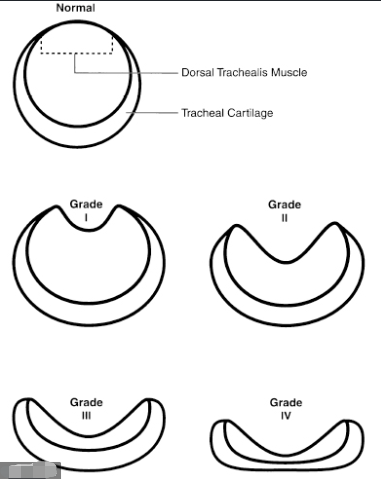 什么是犬气管坍陷？有效预防和治疗很最重要 治疗方法才是关键（狗气管坍陷平时怎莫如何保养）(图1)