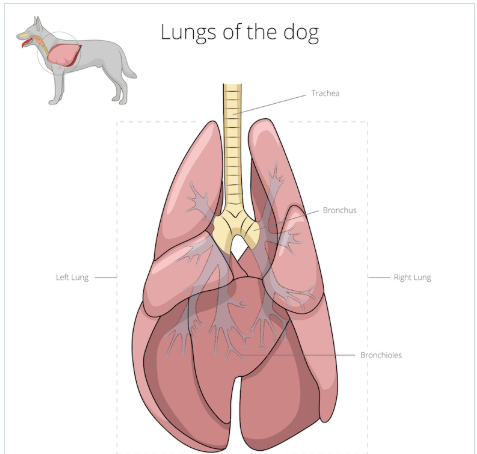 什么是犬气管坍陷？有效预防和治疗很最重要 治疗方法才是关键（狗气管坍陷平时怎莫如何保养）(图2)