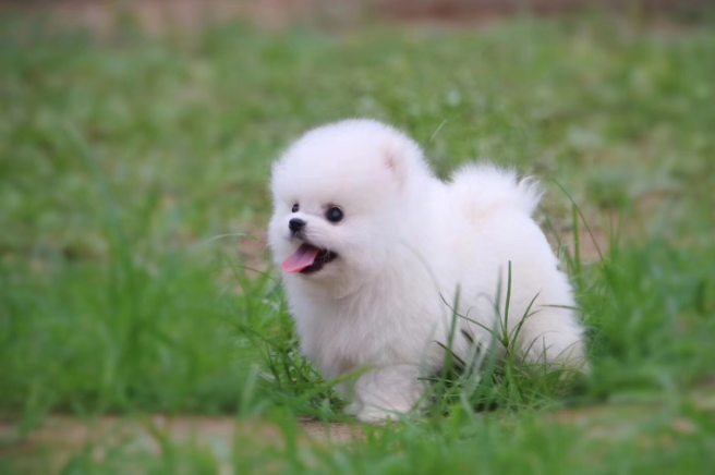 什么是犬气管坍陷？有效预防和治疗很最重要 治疗方法才是关键（狗气管坍陷平时怎莫如何保养）(图3)