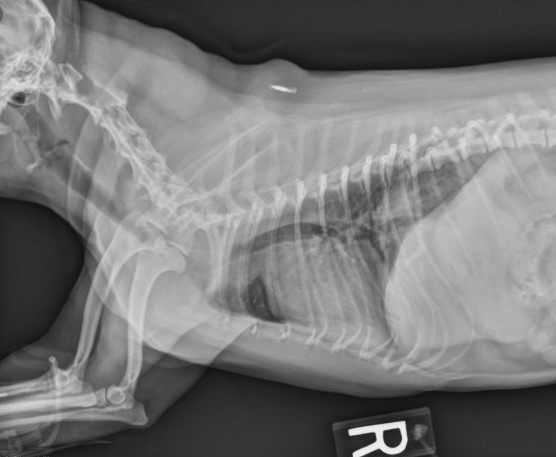 什么是犬气管坍陷？有效预防和治疗很最重要 治疗方法才是关键（狗气管坍陷平时怎莫如何保养）(图6)