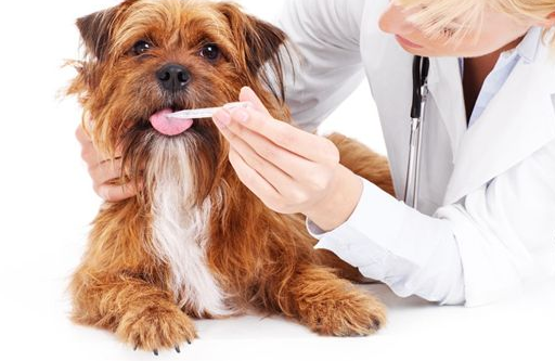 什么是犬气管坍陷？有效预防和治疗很最重要 治疗方法才是关键（狗气管坍陷平时怎莫如何保养）(图7)