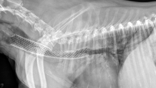 什么是犬气管坍陷？有效预防和治疗很最重要 治疗方法才是关键（狗气管坍陷平时怎莫如何保养）(图8)