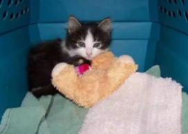 小猫咪还没有后腿 被人救助后 自强不息精神活出完美喵生(图1)