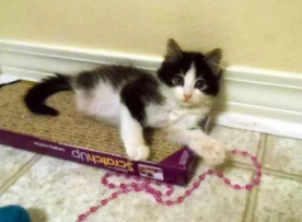 小猫咪还没有后腿 被人救助后 自强不息精神活出完美喵生(图2)