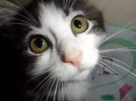 小猫咪还没有后腿 被人救助后 自强不息精神活出完美喵生(图3)