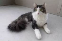 小猫咪还没有后腿 被人救助后 自强不息精神活出完美喵生(图4)