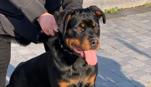 罗威纳发觉到“猎物” 满心欢喜地给抓回去 結果发觉到是只猫(图1)