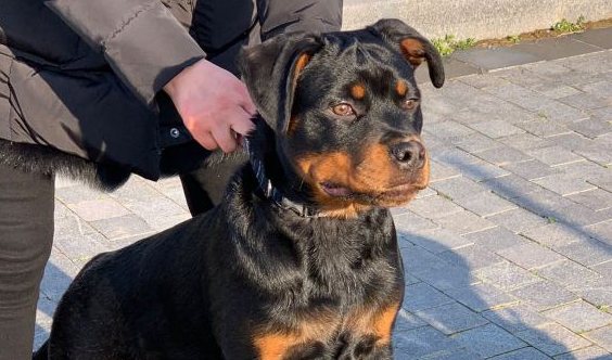 罗威纳发觉到“猎物” 满心欢喜地给抓回去 結果发觉到是只猫(图2)