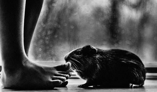 妈妈拍下儿子与宠物猫的互动整张照片流露出爱(图3)