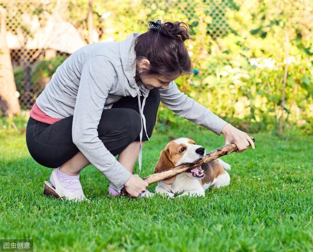 世界上最小的猎鹿犬-比格犬 体型虽小却能快的缉拿兔子（四头比格犬能长多大）(图3)