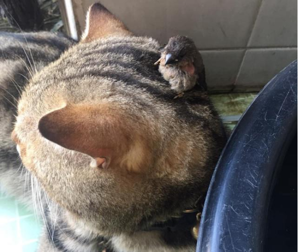 主人捡了只鸟带回去家 哪知竟跳到猫咪身上 随即猫咪的举动暖心了(图3)