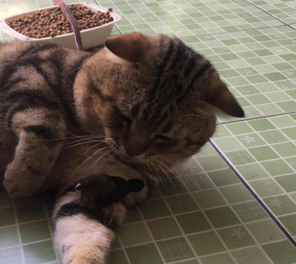 主人捡了只鸟带回去家 哪知竟跳到猫咪身上 随即猫咪的举动暖心了(图2)