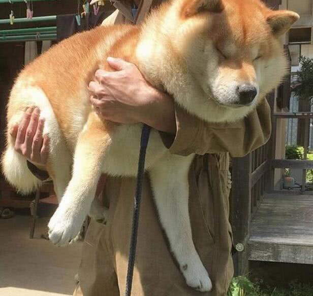 狗狗肥胖危害大 要如何给它现代自然科学瘦身减重？（狗狗胖了好多）(图1)