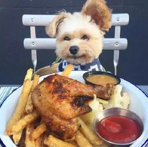 狗狗肥胖危害大 要如何给它现代自然科学瘦身减重？（狗狗胖了好多）(图2)