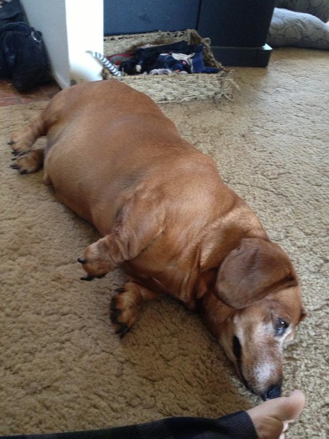 狗狗肥胖危害大 要如何给它现代自然科学瘦身减重？（狗狗胖了好多）(图5)