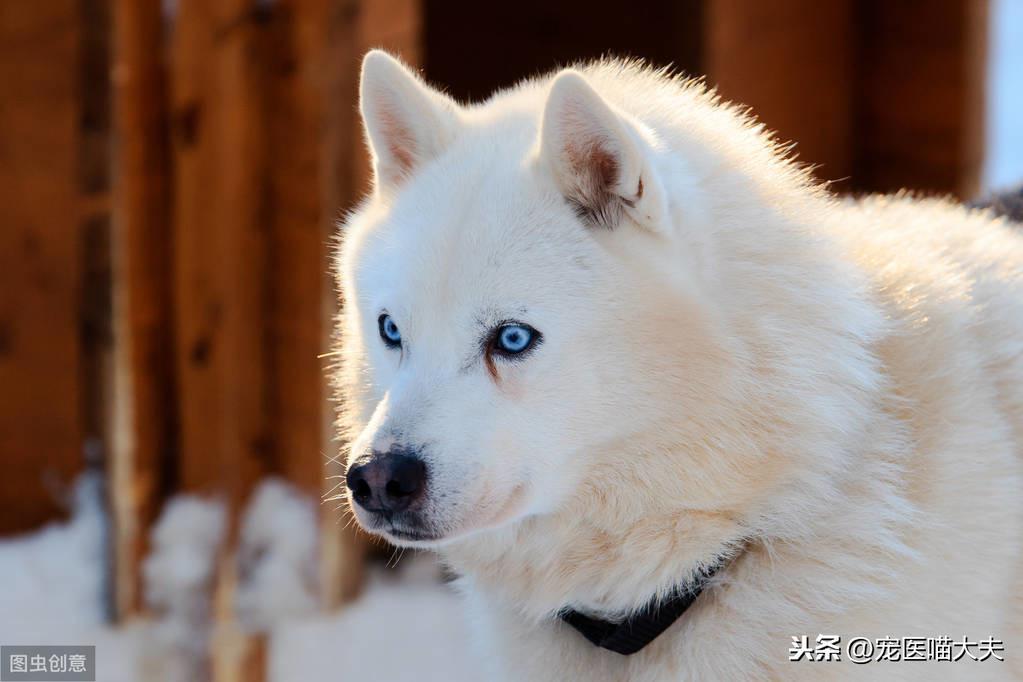 狗狗角膜溃疡肯定不能忽略 及时治疗才是关键！（狗狗角膜溃疡重新恢复过程视频）(图1)