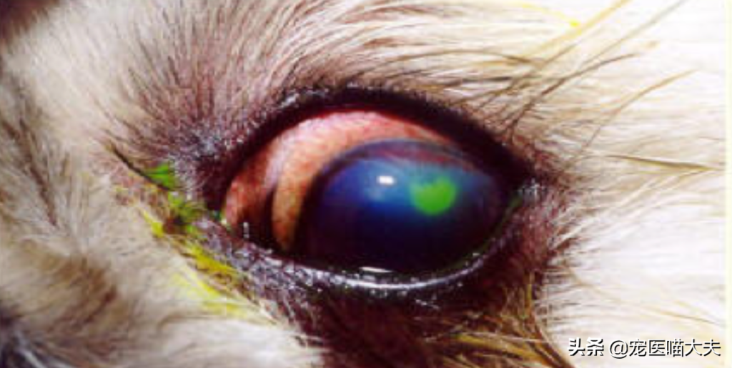 狗狗角膜溃疡肯定不能忽略 及时治疗才是关键！（狗狗角膜溃疡重新恢复过程视频）(图4)