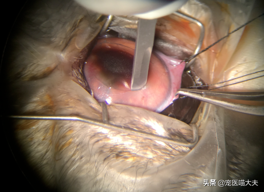 狗狗角膜溃疡肯定不能忽略 及时治疗才是关键！（狗狗角膜溃疡重新恢复过程视频）(图5)