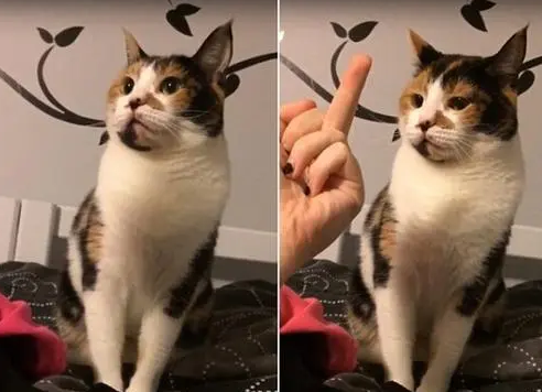 有尊严的猫咪|喵星人维护尊严网友：喵星人也是有尊严的(图1)