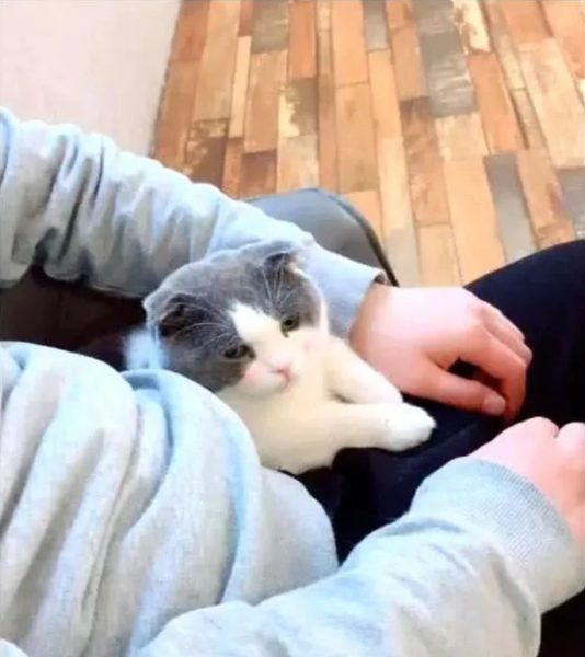 男子正准备电视看 猫咪跑来撒娇 主人低下头去这一看瞬间被萌化了(图1)