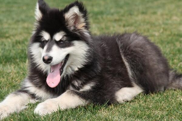 阿拉斯加不很听话能打吗？怎摸训练阿拉斯加乖巧（阿拉斯加不乱叫）(图1)