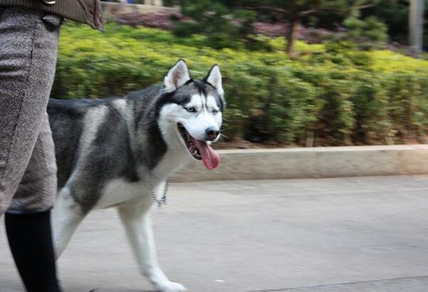阿拉斯加会完全保护主人吗？怎末训练阿拉斯加犬保护主人（阿拉斯加护不护主人）(图2)