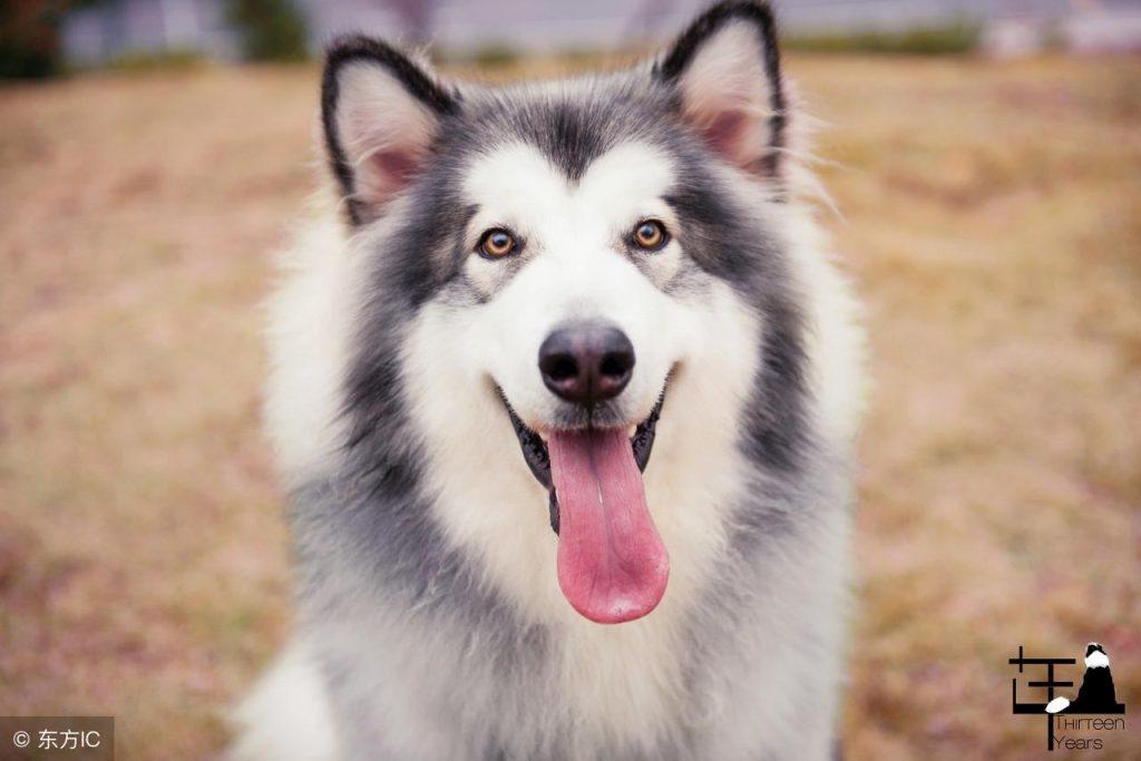 5大较常见食物 拯救我们阿拉斯加犬“毛发不大好看、粗糙”!(阿拉斯加犬吃什么对毛发好)(图1)