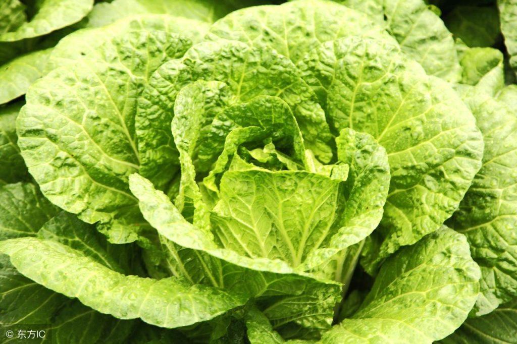 5大较常见食物 拯救我们阿拉斯加犬“毛发不大好看、粗糙”!(阿拉斯加犬吃什么对毛发好)(图6)