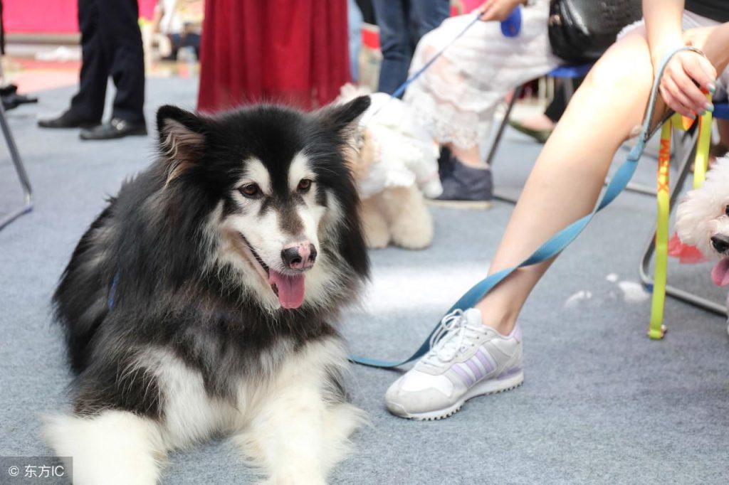 5大较常见食物 拯救我们阿拉斯加犬“毛发不大好看、粗糙”！（阿拉斯加犬吃什么对毛发好）(图7)