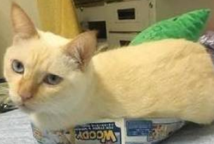 主人半夜站了起来去厕所 猫咪不放心吧蹲门口人守 打盹都不赶回(图1)