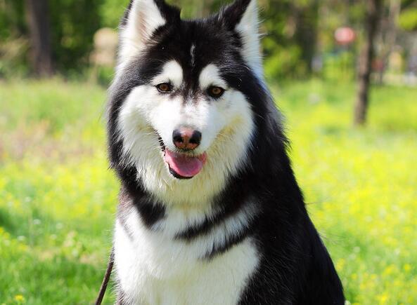 怎莫练习阿拉斯加拍肩？阿拉斯加怎摸训练训练坐下？（如何能驯养阿拉斯加）(图1)