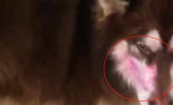 出门前让猫狗看着远处孩子 回来了后主人看到猫狗的脸 气满脸通红都绿了！(图2)