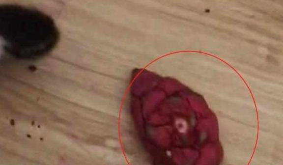 出门前让猫狗看着远处孩子 回来了后主人看到猫狗的脸 气满脸通红都绿了！(图3)