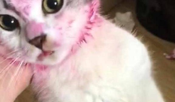 出门前让猫狗看着远处孩子 回来了后主人看到猫狗的脸 气满脸通红都绿了！(图4)