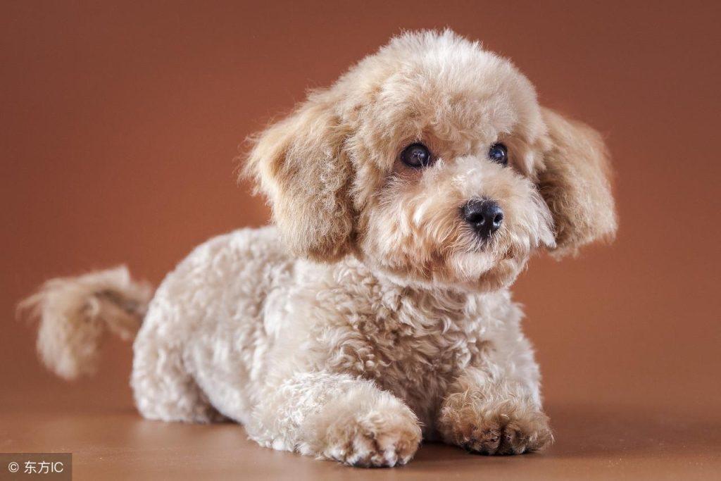 泰迪这样可爱啊却有时虽然那你傻！（泰迪好丑为啥有人养）(图1)