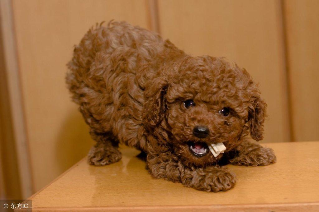 泰迪这样可爱啊却有时虽然那你傻！（泰迪好丑为啥有人养）(图2)