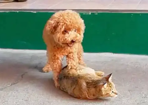 泰迪被猫咪养大 认为自己是猫(图1)