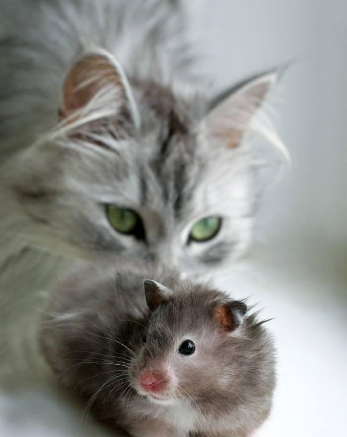 去买猫粮,可是真没眼光了3只仓鼠,带回家后猫快“玩得很嗨”(图1)