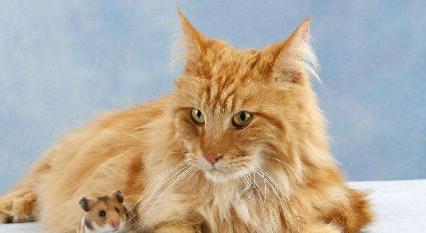 去买猫粮,可是真没眼光了3只仓鼠,带回家后猫快“玩得很嗨”(图3)