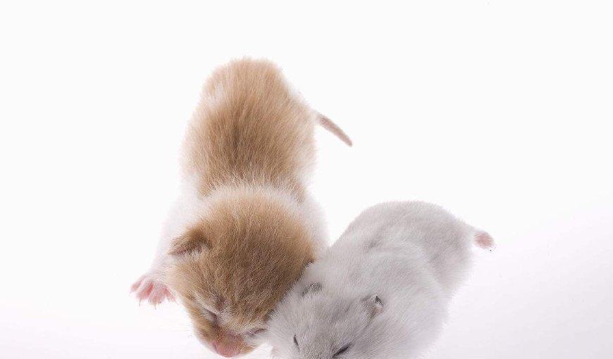 去买猫粮,可是真没眼光了3只仓鼠,带回家后猫快“玩得很嗨”(图2)