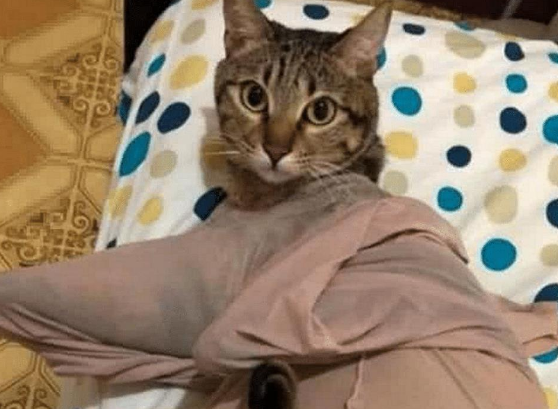 女子把丝袜放床上 隔天翻箱倒柜都能找到 走到猫窝看那愣住了(图1)