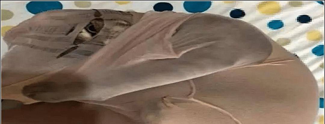 女子把丝袜放床上 隔天翻箱倒柜都能找到 走到猫窝看那愣住了(图3)