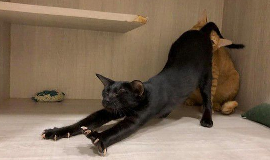 黑猫扭脖子屁屁督到室友脸上被督过脸表情超急切(图1)