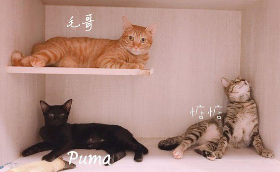 黑猫扭脖子屁屁督到室友脸上被督过脸表情超急切(图2)