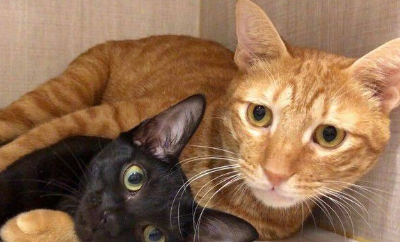 黑猫扭脖子屁屁督到室友脸上被督过脸表情超急切(图3)